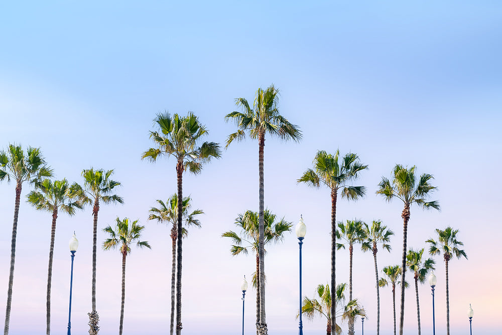 Sunrise over the palm trees at Oceanside California