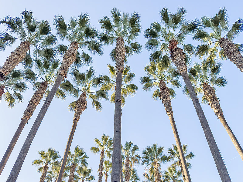 Looking up at tall palm tree against a blue morining sky
