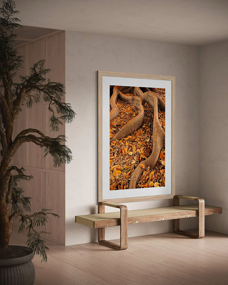 Autumn Fig Tree Roots