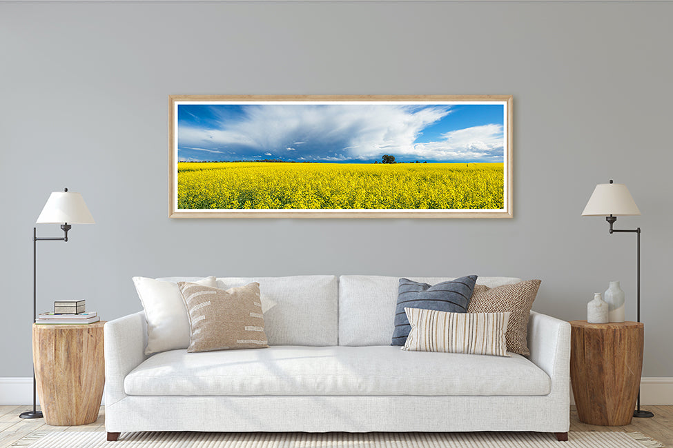 Canola Fields Western Australia