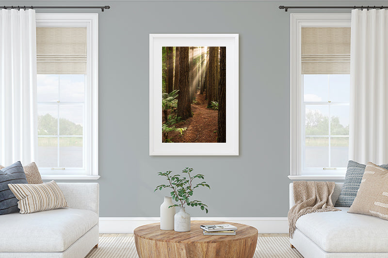 California Redwood Trees