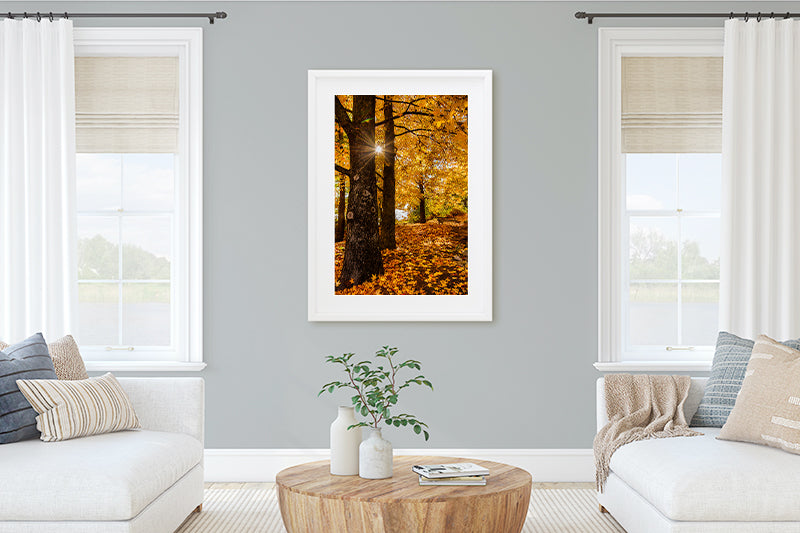 Autumn Trees Victoria