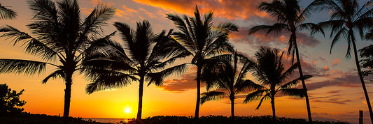 Hawaiian Palm Tree Sunset