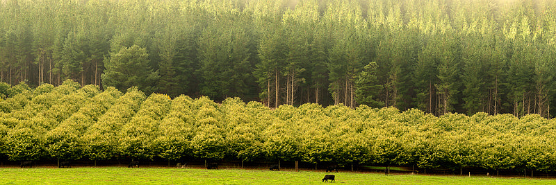 Chestnut Trees Farm