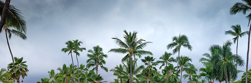 Hawaiian Palm Trees