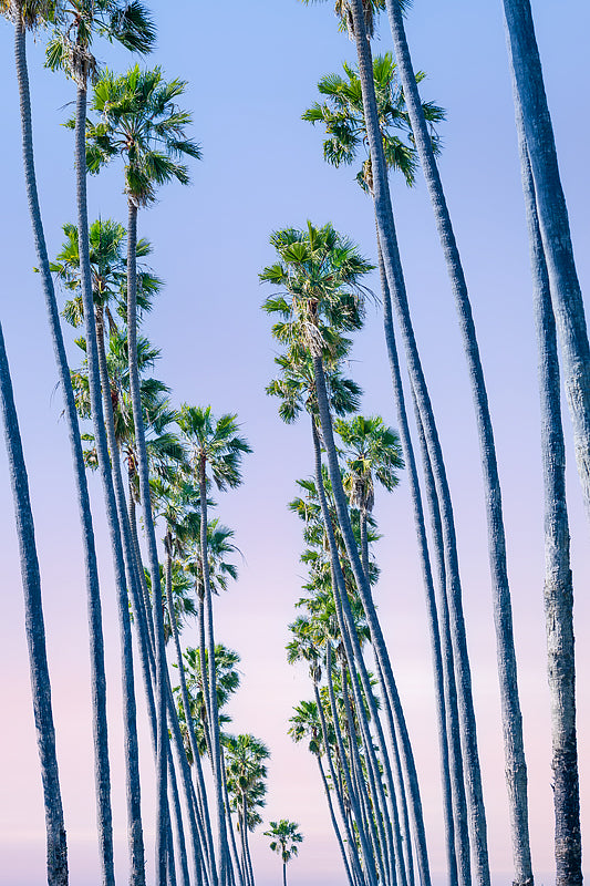 California palms trees against pastel blue skies