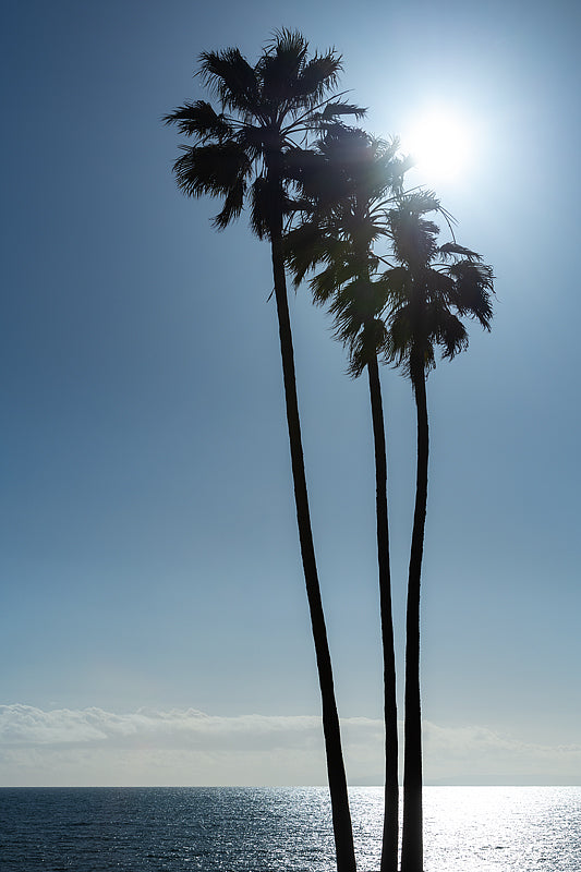 Palms On Laguna Beach