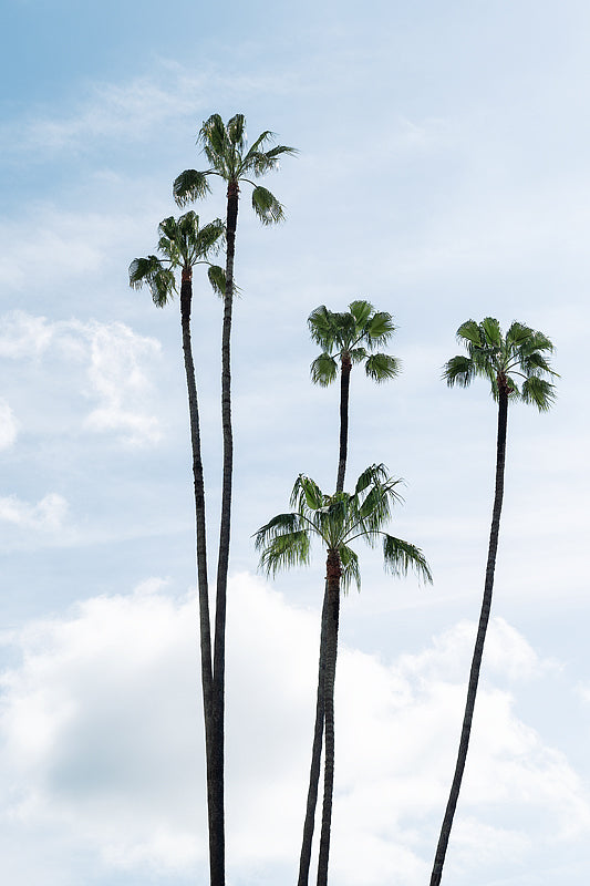 La Jolla Palm Trees