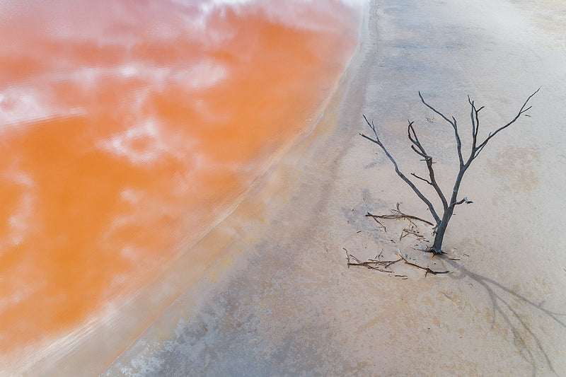 aerial of lone tree on salt lake edge