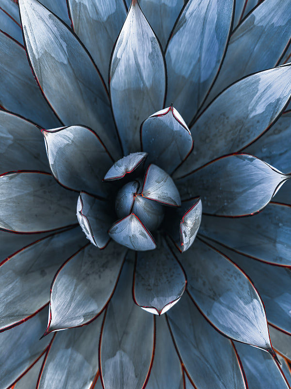 close to image of a blue cacti 