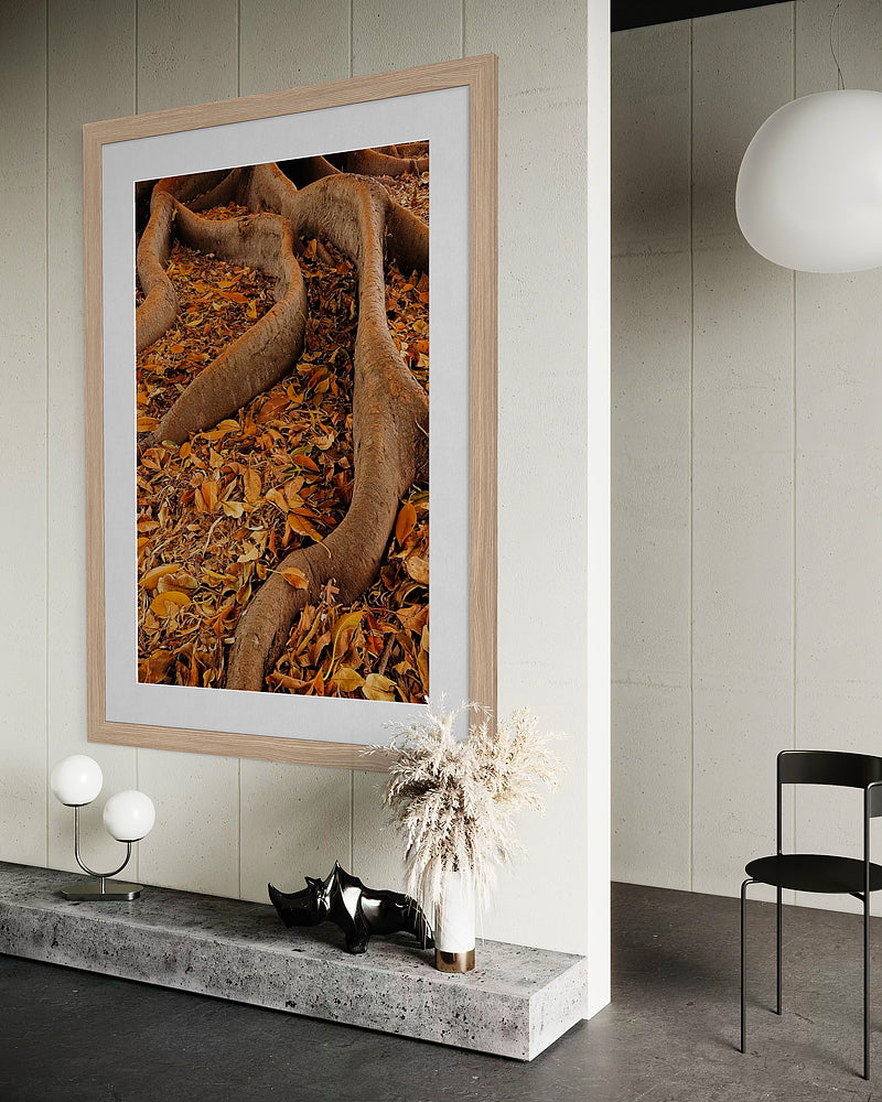 Autumn Fig Tree Roots