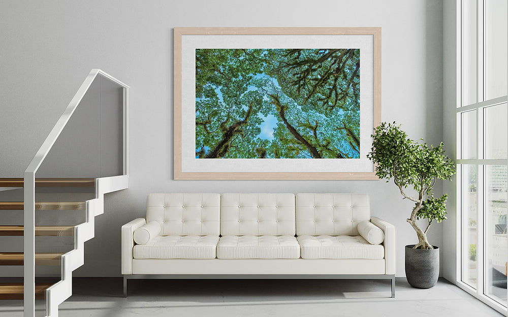 Mosman Gorge Rainforest Trees