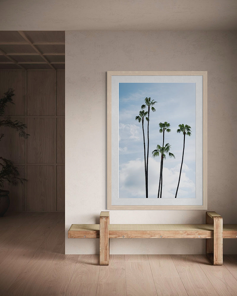 La Jolla Palm Trees