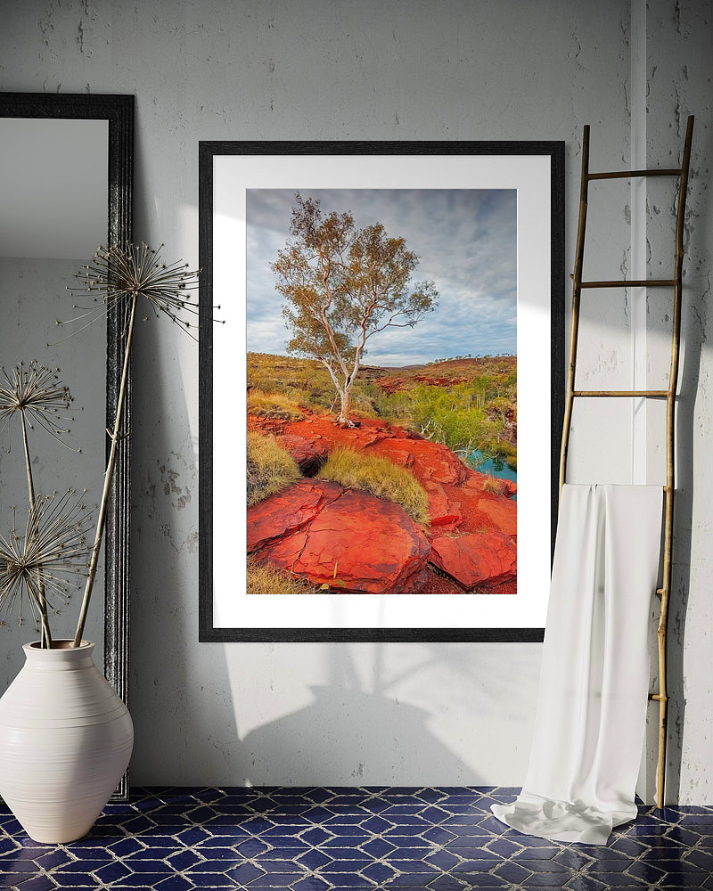 Tree On Karijini Gorge