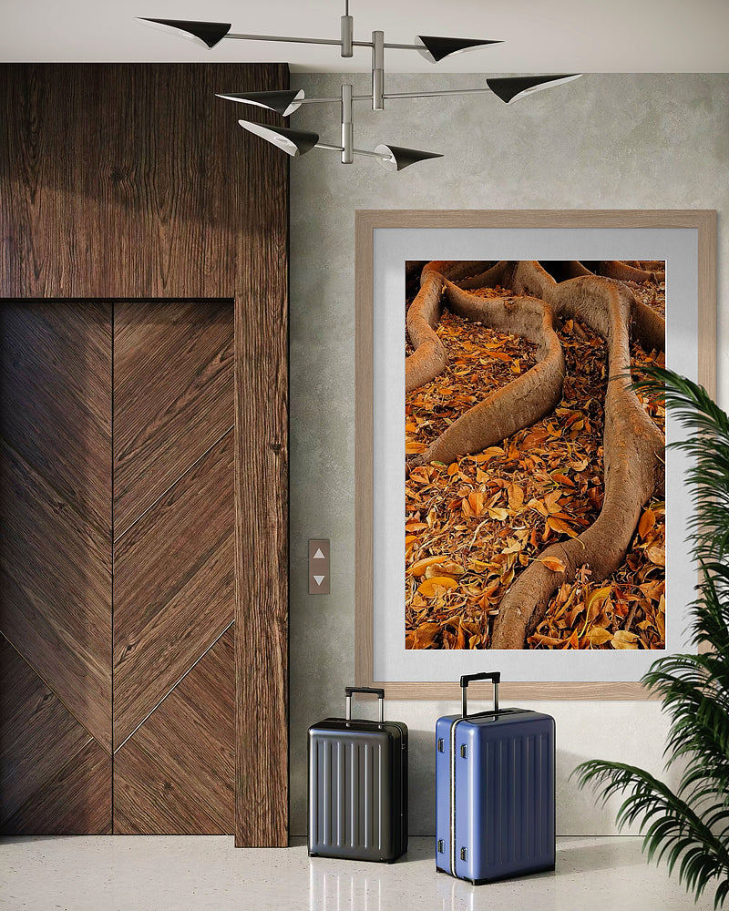 Autumn Fig Tree Roots