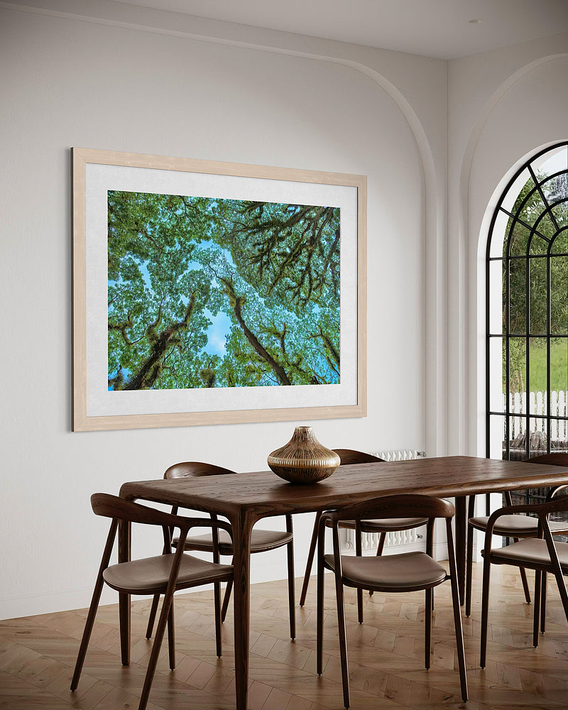 Mosman Gorge Rainforest Trees