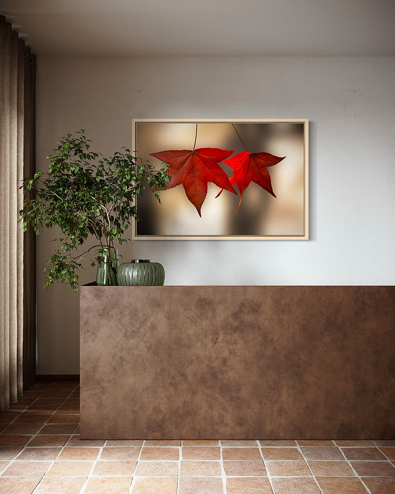 Scarlet Autumn Leaves