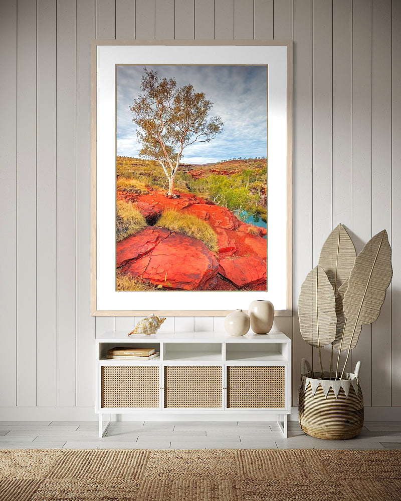 Tree On Karijini Gorge