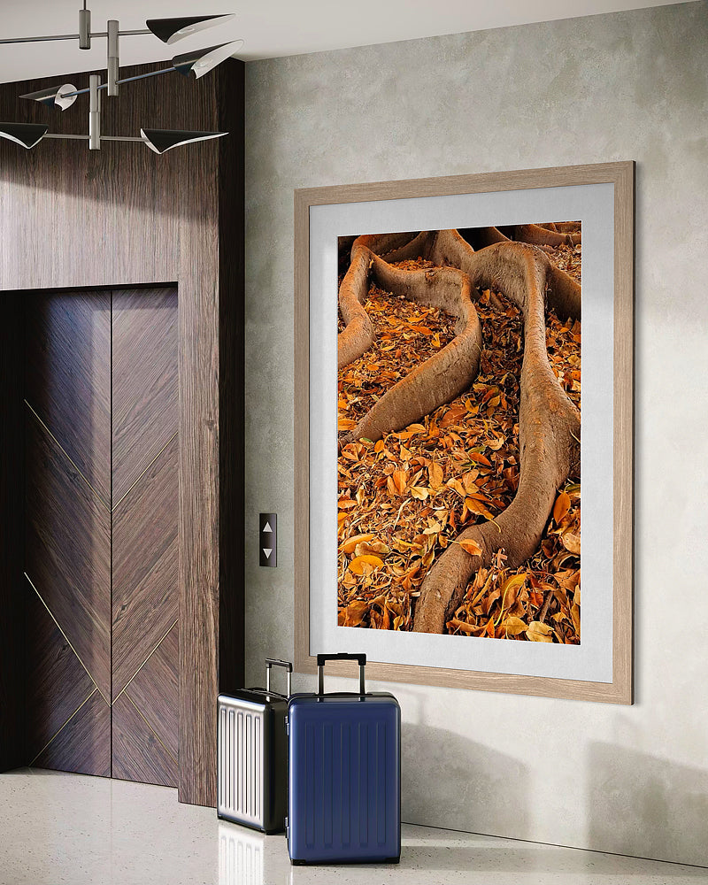 Autumn Fig Tree Roots