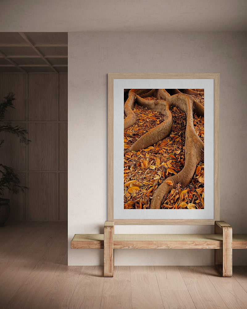 Autumn Fig Tree Roots