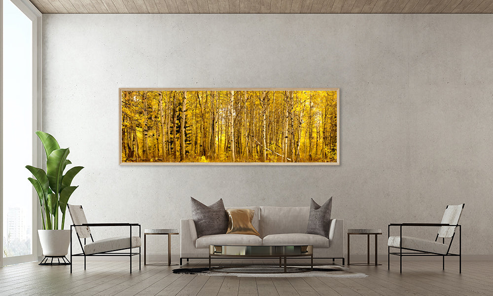 Large print of Aspen grove in the fall season hanging on wall