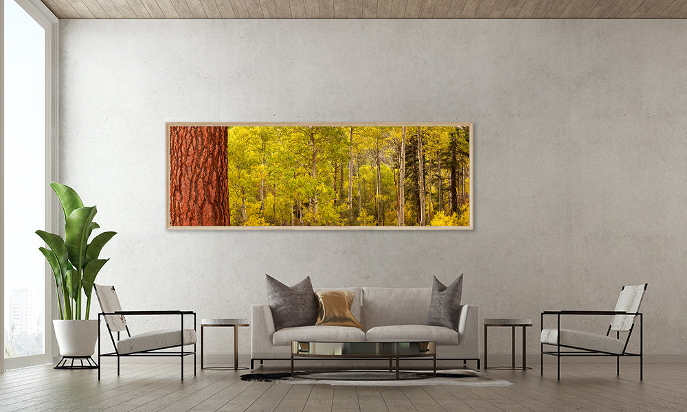 Framed print of California grove of aspen trees in the fall season