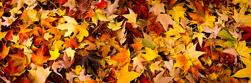 Fall leaf Color