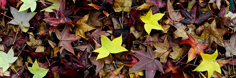 Autumn falls leaves collection