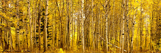 California Goldne aspens in fall season