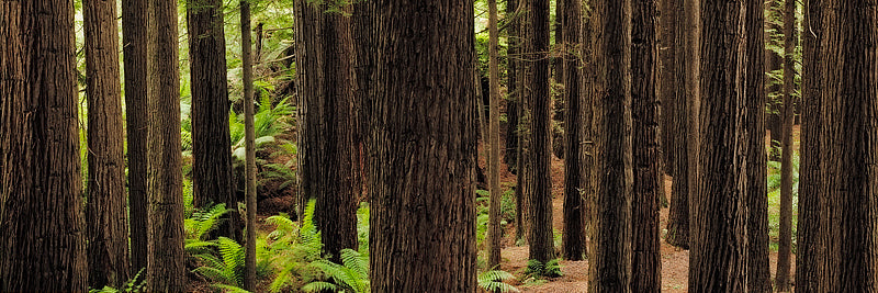 California Redwoods Print
