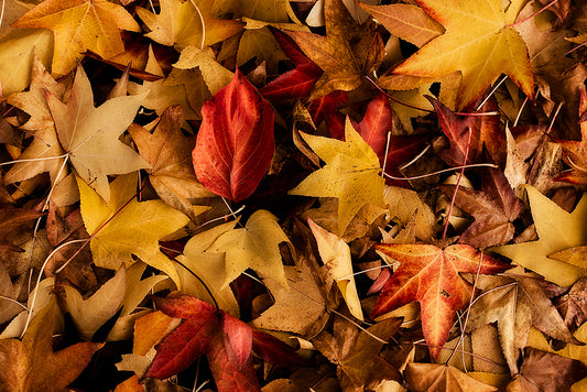 Autumn Leaf Colour