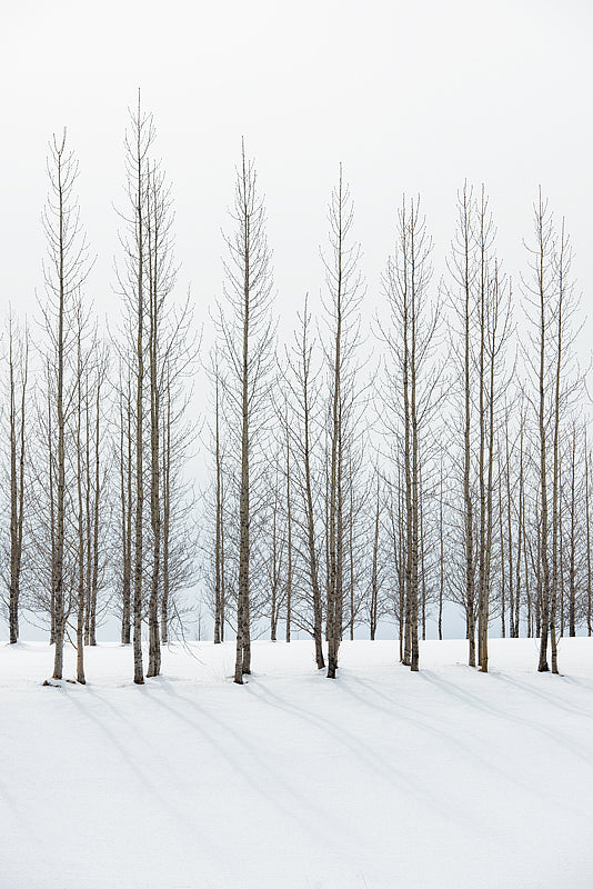 Icelandic Winter Trees