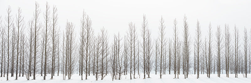 Winter Trees In Iceland