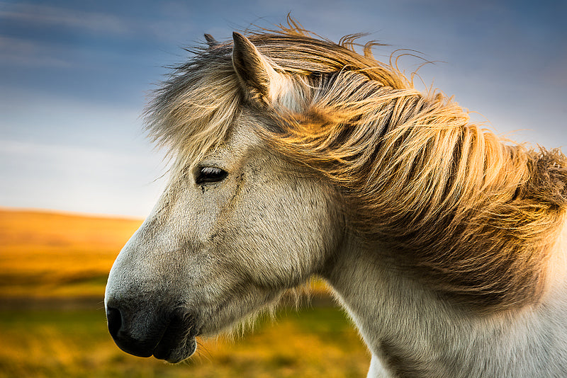 Icelandic Horse