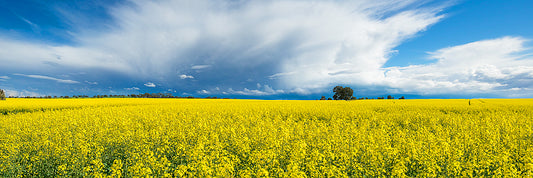 Canola Fields Western Australia