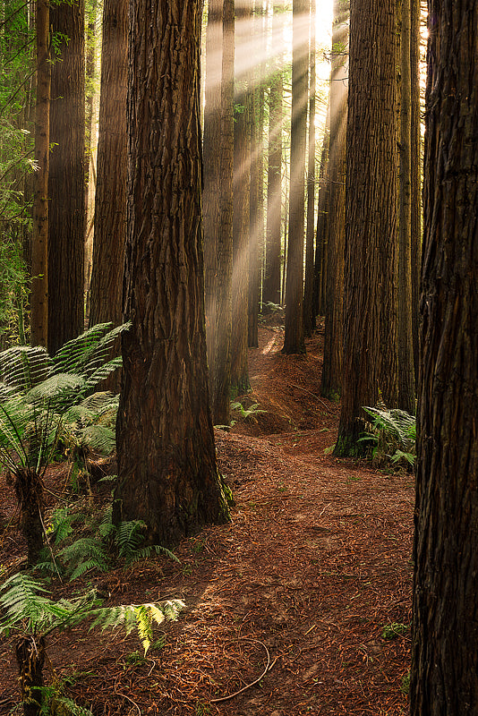 California Redwood Trees