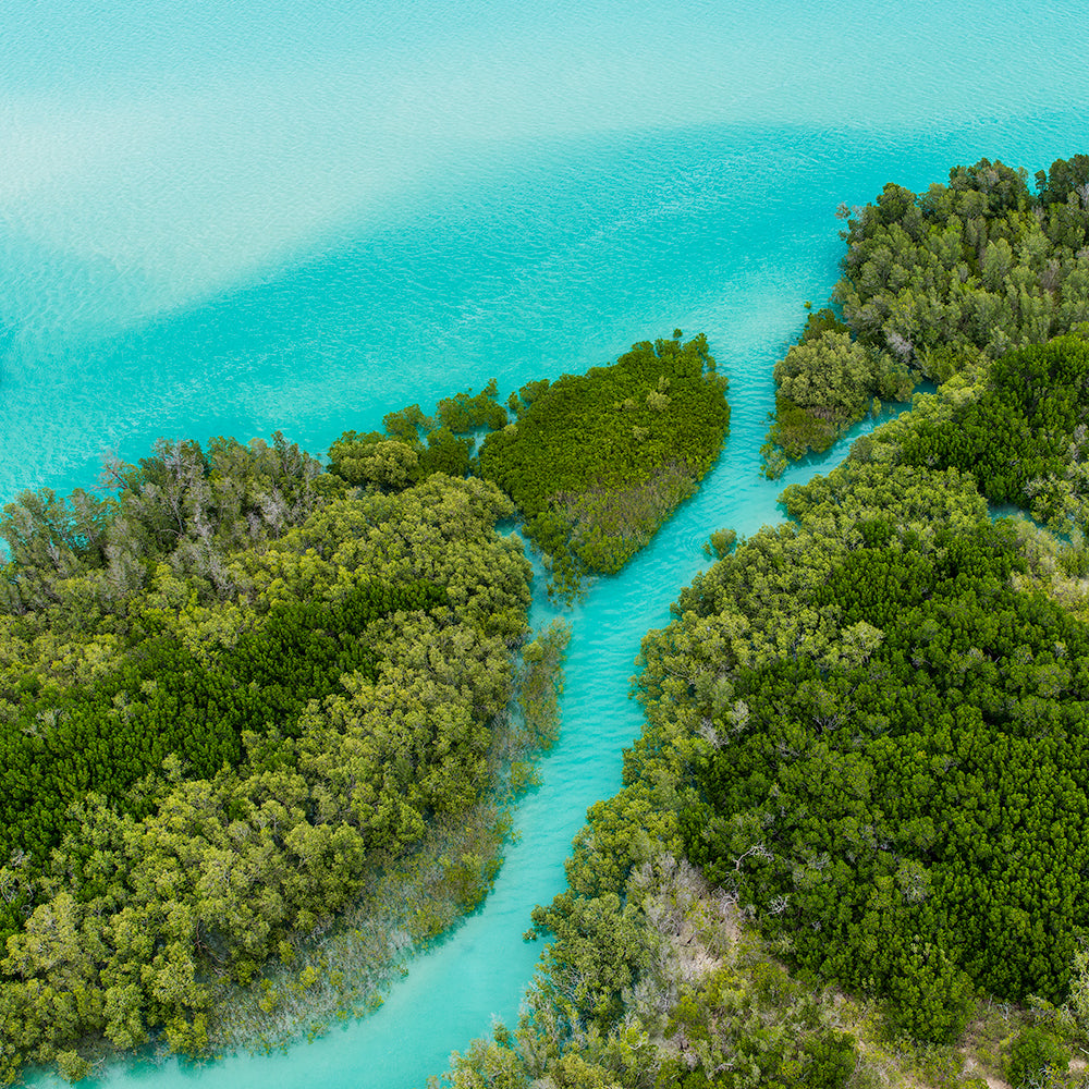 Aerial view of mangroves in broome