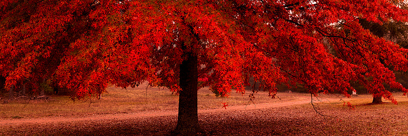 Red Leaf Autumn Tree
