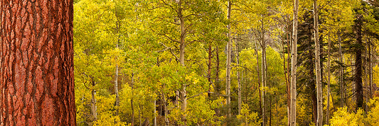 Fall season Aspens in California