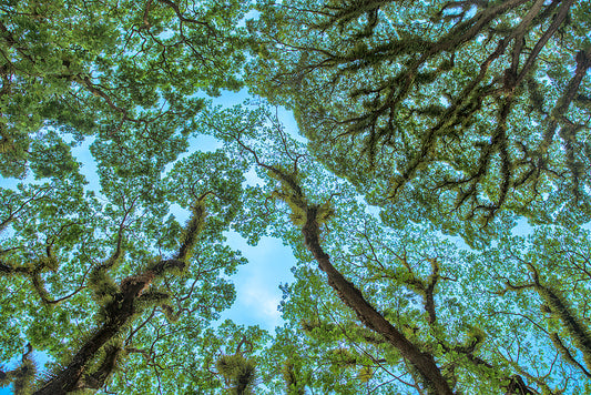 Mosman Gorge Rainforest Trees